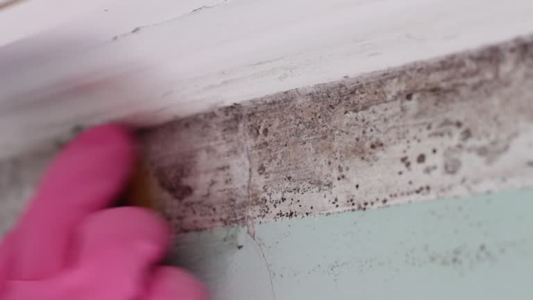 Best Black Mold Removal  in Laurel Hill, NC